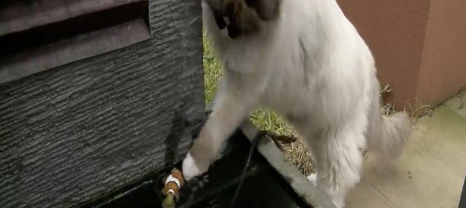 浅瀬で動けなくなっている魚を助け、颯爽と帰っていく猫がカッコイイ！