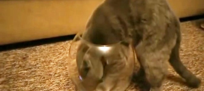 金魚鉢が気になって仕方のない猫。まさか？