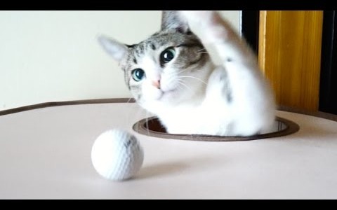 無理やりホール・イン・ワンさせる猫が可愛い。