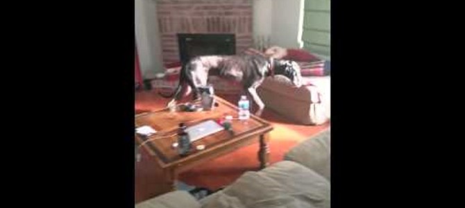 ゴミが荒らされまくっていたので犬に尋ねたら、絶対お前だろって行動に出た