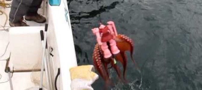 シャア専用ザクで釣れたのは、なんと巨大ミズダコ?