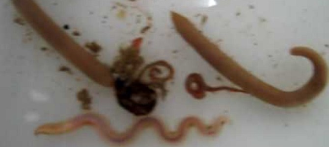 身体を乗っ取る気か！？虫の口から出た「何か」が一瞬で手を覆う！