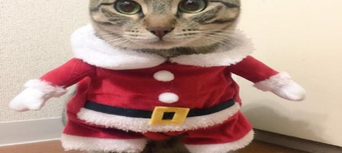 猫サンタのクリスマスコスプレにキュン死