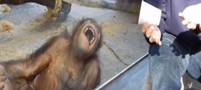 オランウータンに手品を見せたら？？