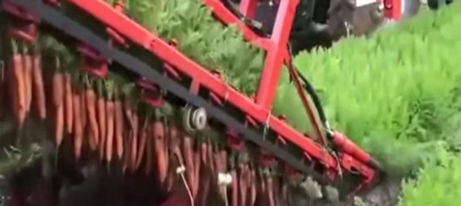 ニンジンを次々と抜いていくトラクターが気持ち良い！