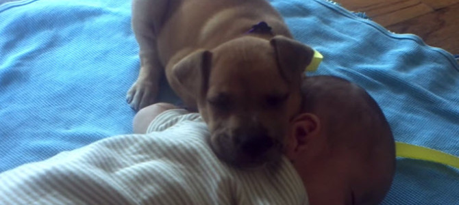 眠る赤ちゃんを見ていたら、一緒に眠くなってきた子犬。次の瞬間思いがけない行動にw