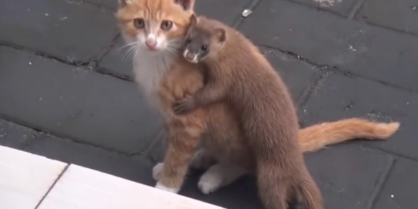 甘噛みしたり抱きついたり、子猫が大好きなイタチが可愛い！！ちょっと子猫は迷惑そうw