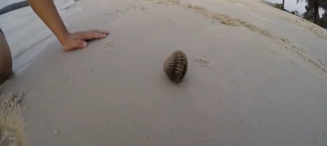 一見ただの小さな貝。しかし、貝のサイズからは考えられない大きな「ヤツ」が潜んでいた！