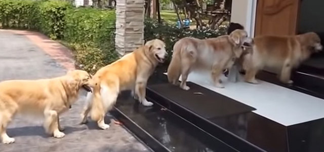 足を拭くためお行儀よく一列になる賢いゴールデンレトリバー！