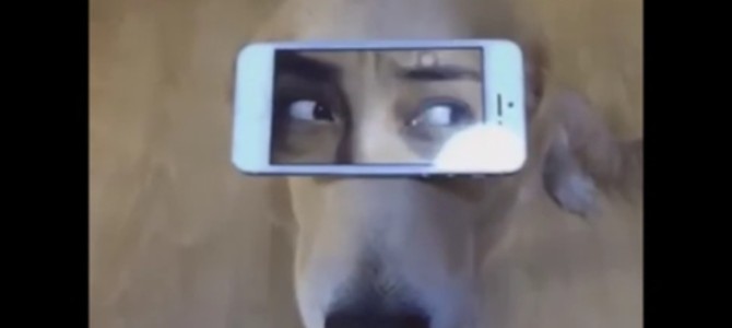 ワンコの顔の上で「人間の目元の動画」を再生した結果w