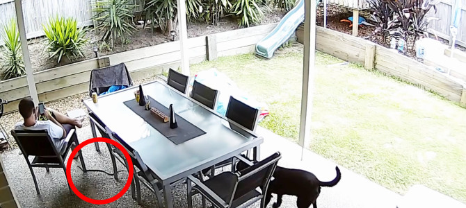 猛毒のヘビが近づいていることに気づかない飼い主に、犬がとった勇敢な行動が話題に！