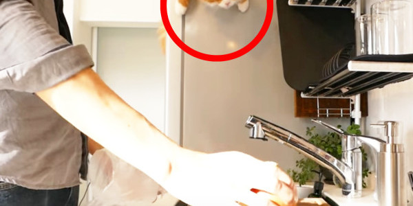 全然頭に入ってこない「ふわふわ卵のオムライス」の作り方