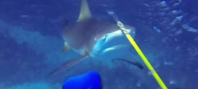 海中でサメに襲われ「モリ」で応戦！何度もしつこく攻撃してくる