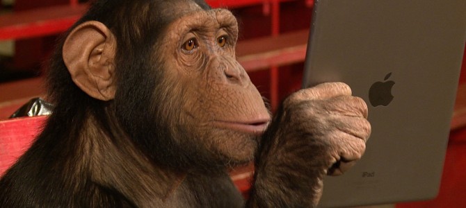 iPadマジックに騙されちゃうおサルさんが可愛い！