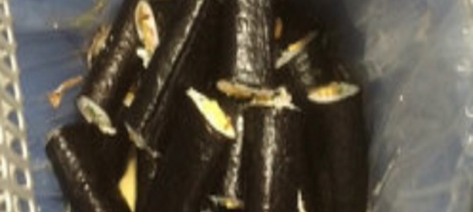 節分の”恵方巻き”　全国各地で廃棄の嵐が吹き荒れていた！