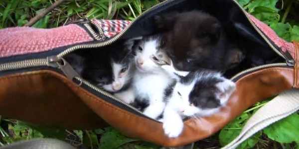 林道で6匹の子猫がダンボールに捨てられていた。連れて帰ってきた。