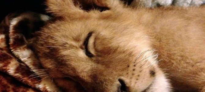 無責任な家族に購入されたライオン。毛布が大好きな理由に考えさせられる