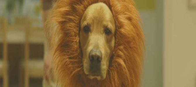 新しい家族が増えたけど…赤ちゃんに嫌われてしまったワンちゃんの運命は？