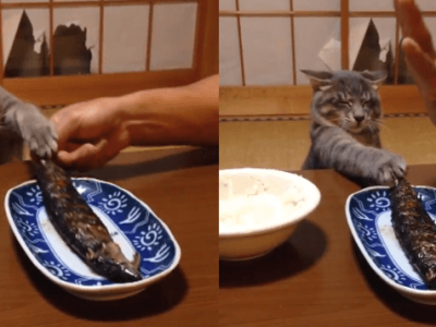 どうしても焼き魚が食べたい猫。何回怒られても盗もうとするwwwww