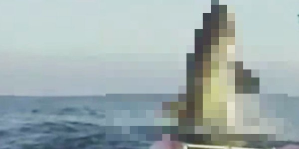 オーストラリアで撮影された「ホホジロザメ」が巨大すぎてヤバい！