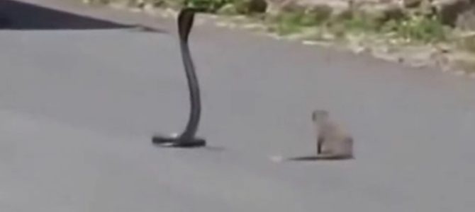 野生ではどっちが強い？！野生「コブラ vs マングース」の貴重な映像