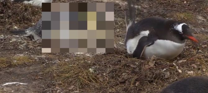 ペンギンの真実。だって動物だもの