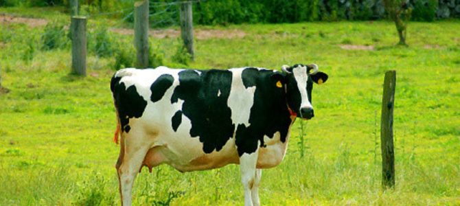 牛乳を飲むとなんだかお腹の調子が良くない…それ『乳糖不耐症』だった！？