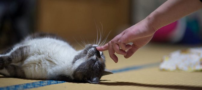 勘違いした人が拡散し混乱。ペット“同行避難”は避難所に一緒に入れる訳ではない