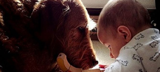 熊本　地震で犬がパニックになって逃亡→保健所で保護→命の期限が決められます！　～熊本の保健所で保護されている犬たち