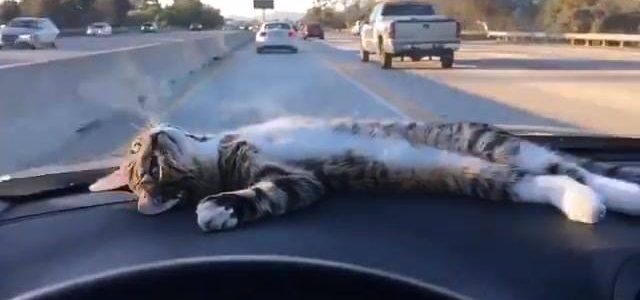 「ここはどこにゃ？」ダッシュボードで放心状態で脱力する猫様