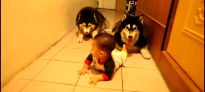2匹のハスキー犬が赤ちゃんにハイハイを教えてくれる