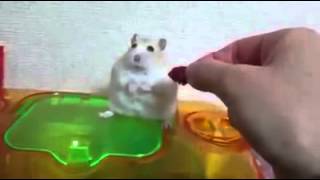 食事中のハムスターにいたずらした結果、凄いスネ方してしまった。