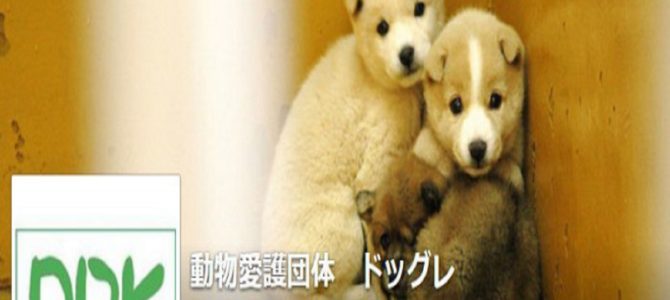 迷子の犬を受け入れます！動物愛護団体「ドッグレスキュー熊本」に感謝の声