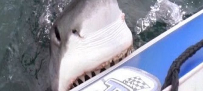 巨大ホオジロザメがゴムボートに噛み付いてきた！空気がどんどん抜けていく