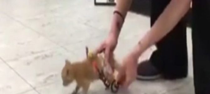 歩けない子猫が初めての車いすに大喜びで大爆走！