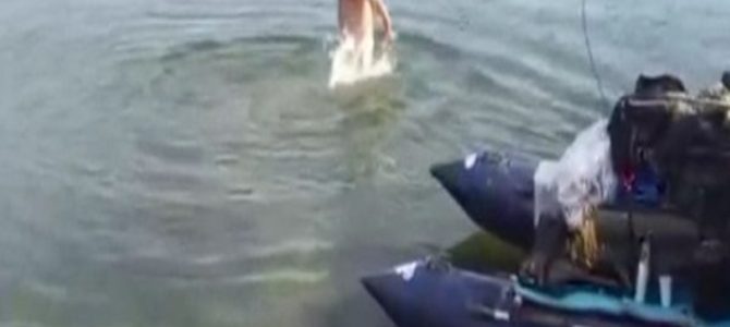 【爆笑】アソコを餌と間違われた？友人の忠告を無視して全裸で川に入った男性、面白すぎる