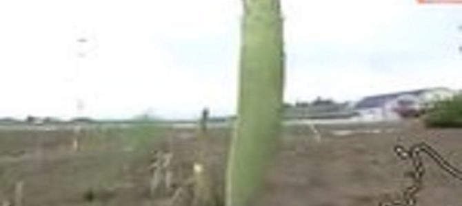 北海道で巨大すぎる「アスパラガス」が出現し話題に！