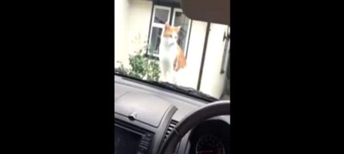 猫がボンネットにいたので、クラクションを鳴らした結果