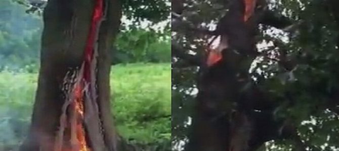 雷に打たれた直後の木。内側から燃えてる