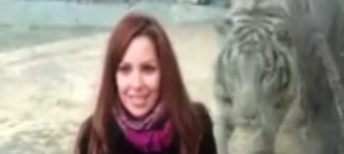 このホワイトタイガー、本気で狩りに来てる！背を向けた女性が振り向いた瞬間