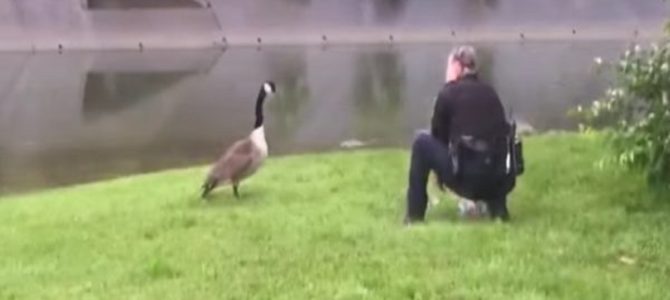 警官を誘導する一匹の母ガチョウ。その先には罠にかかった赤ちゃんがいた！