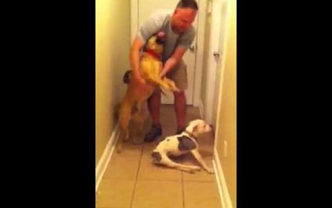 足の不自由な犬が、パパとの半年ぶりの再会に歓喜！一生懸命歩みよる姿に涙