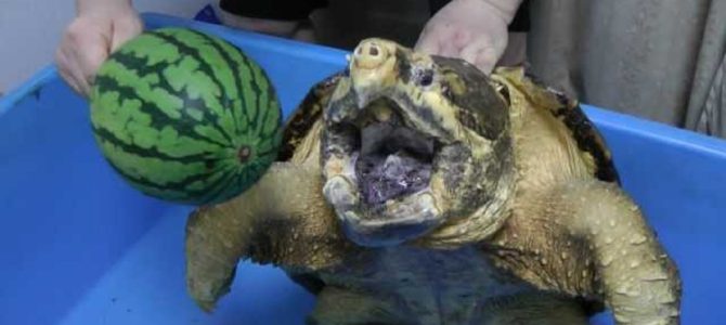 ワニガメの口元にスイカを近づけると