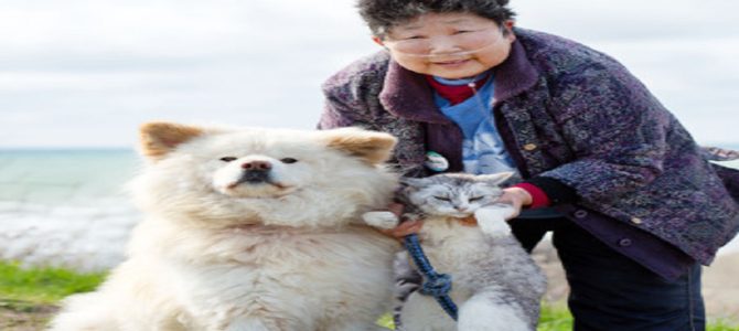 ブサかわ犬“わさお”とアイドル猫“グレ子”新事実