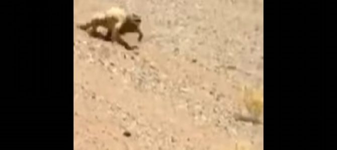 2日で330万回再生されるほど話題に！