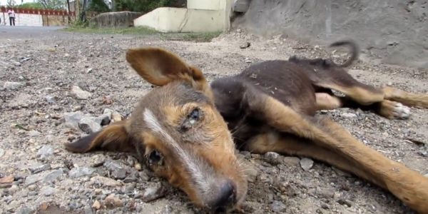 最後の力を振り絞ってシッポを振ってきた犬。嬉しそうなその姿に涙