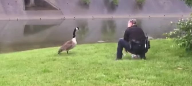 警官を誘導する一匹の母ガチョウ。その先には罠にかかった赤ちゃんがいた！