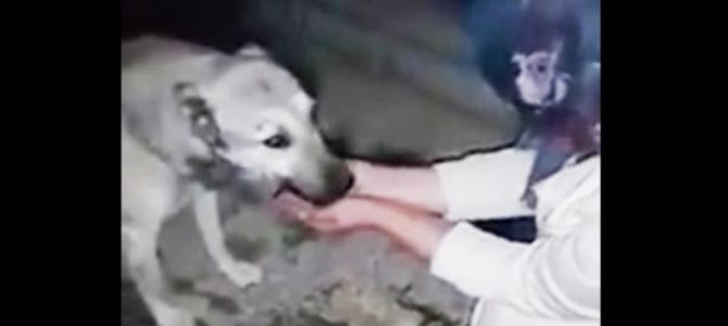 怯えた様子の野良犬。しかし、女性が手で水を飲ませると感謝の気持ちを表した。