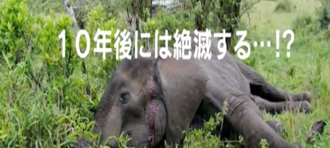 15分毎に1頭が殺されているアフリカゾウ