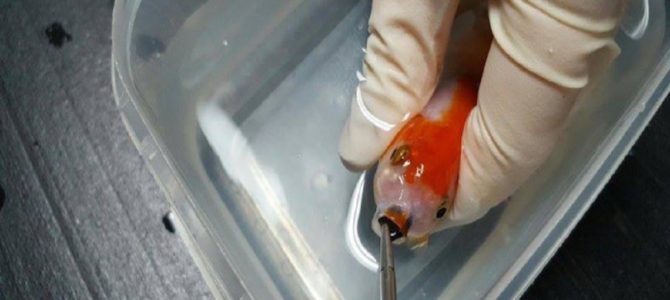 12ドルの金魚が石を飲んであわや窒息死?! 12ドルの金魚が石を飲んであわや窒息死?!
